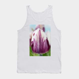 Tulipa  &#39;Zurel&#39;   Triumph Group Tulip Tank Top